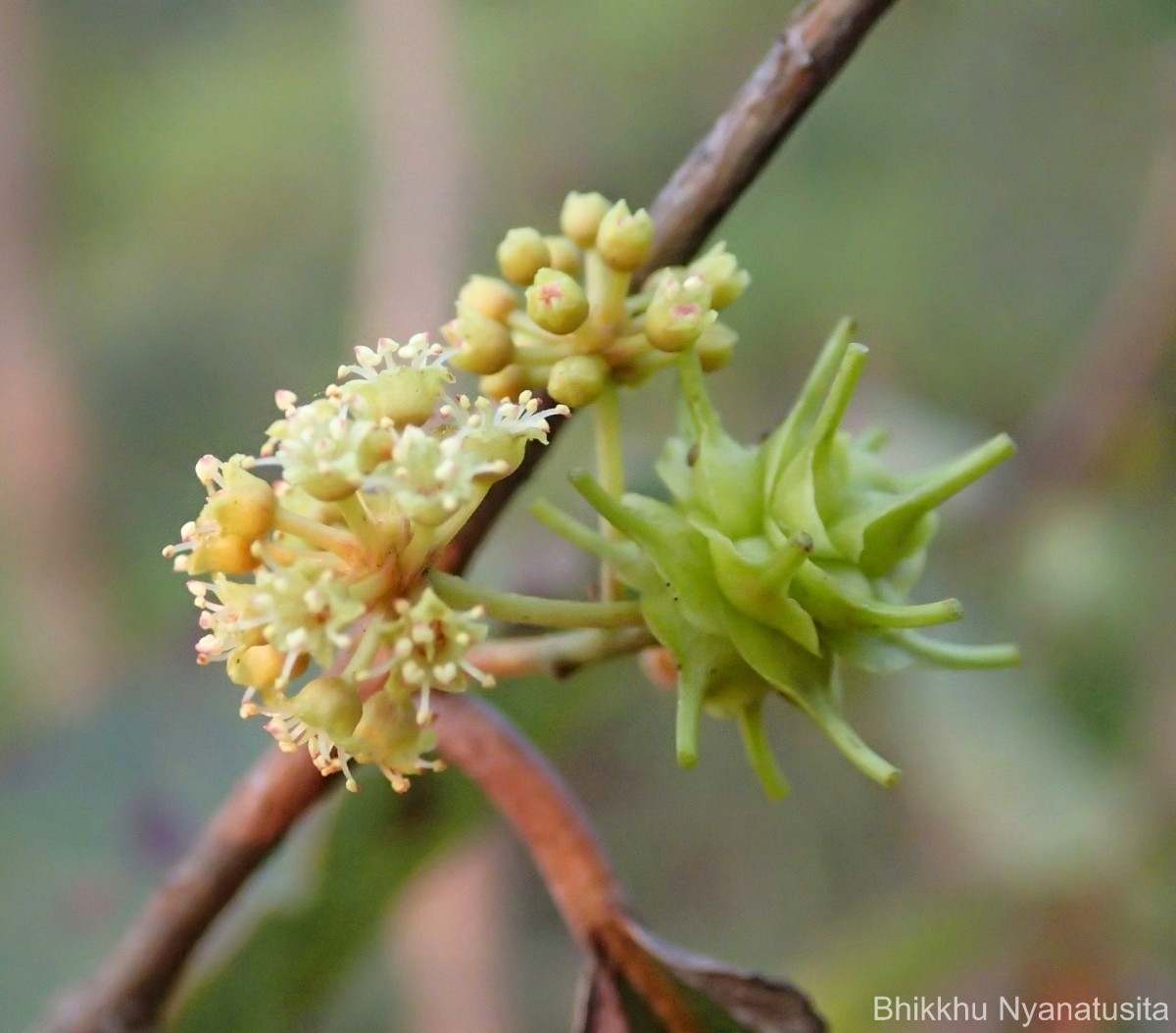 Terminalia anogeissiana Gere & Boatwr.